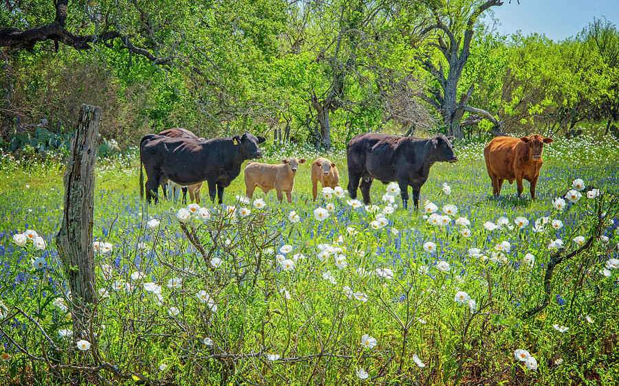 Cute Cows in a Poppy Pasture Photograph by Lynn Bauer
