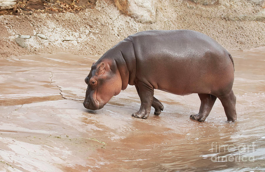 Cute, cubby and adorable Hippo Photograph by Ruth Jolly