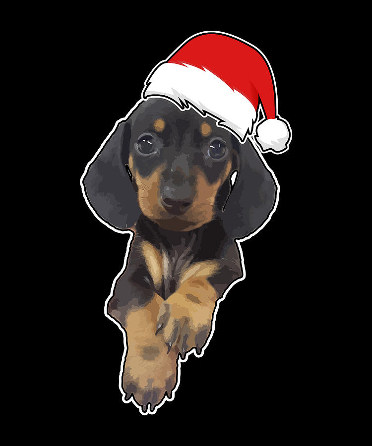 sausage dog with santa hat