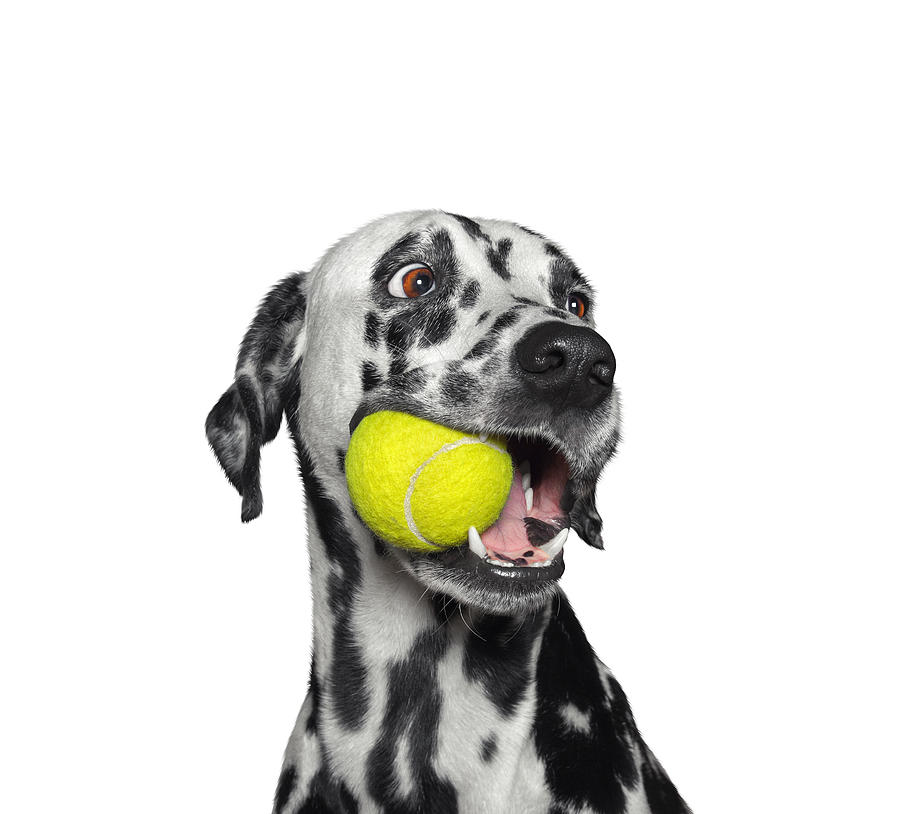 Cute dalmatian dog holding a ball in the mouth. Isolated on white Photograph by BilevichOlga