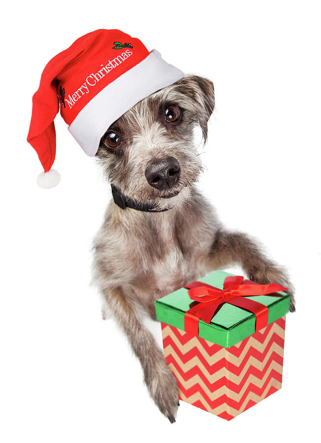 Christmas Photograph - Cute Dog Delivering Christmas Present by Good Focused