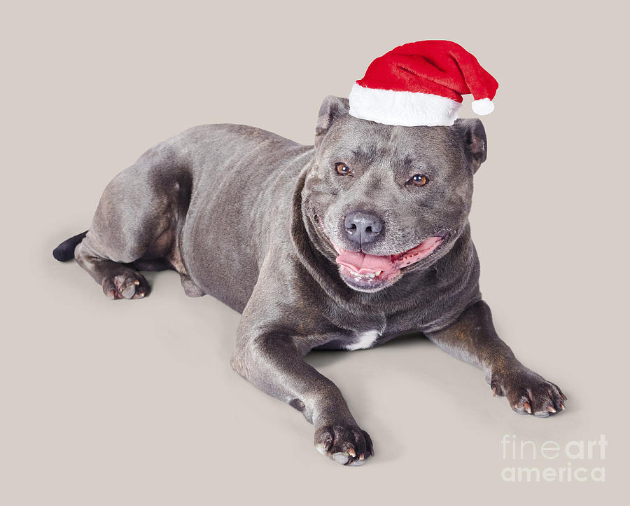 Cute dog in Santa hat Photograph by Jorgo Photography