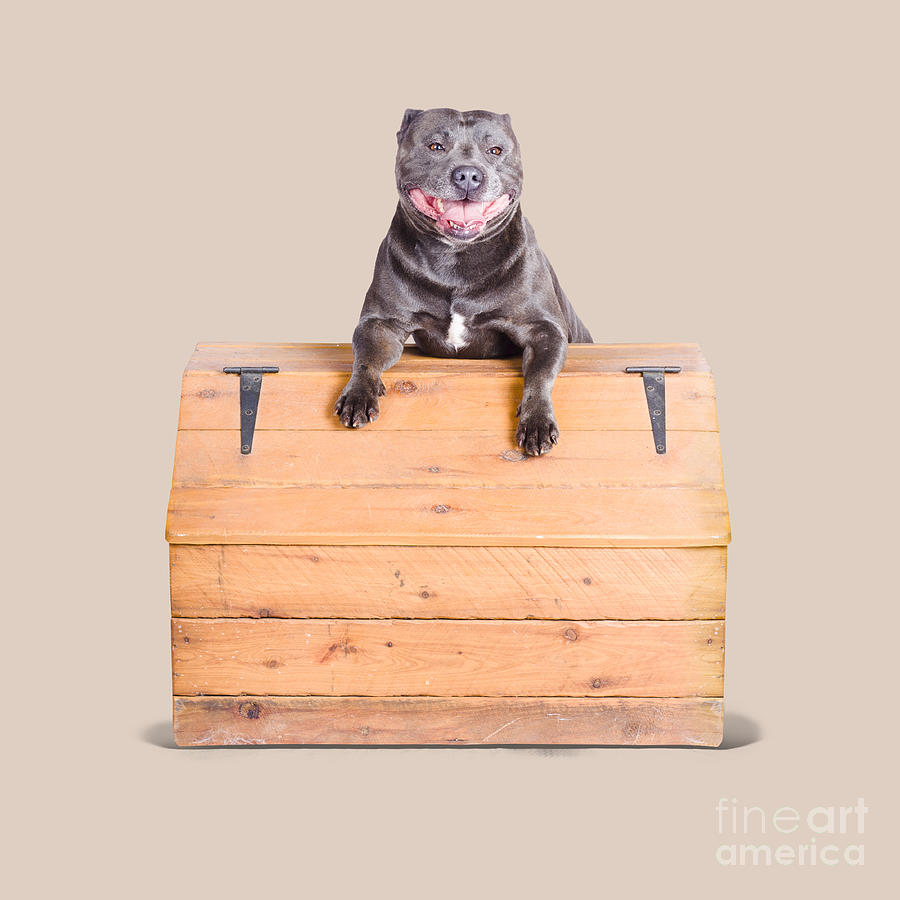 Cute dog on vintage wooden chest Photograph by Jorgo Photography