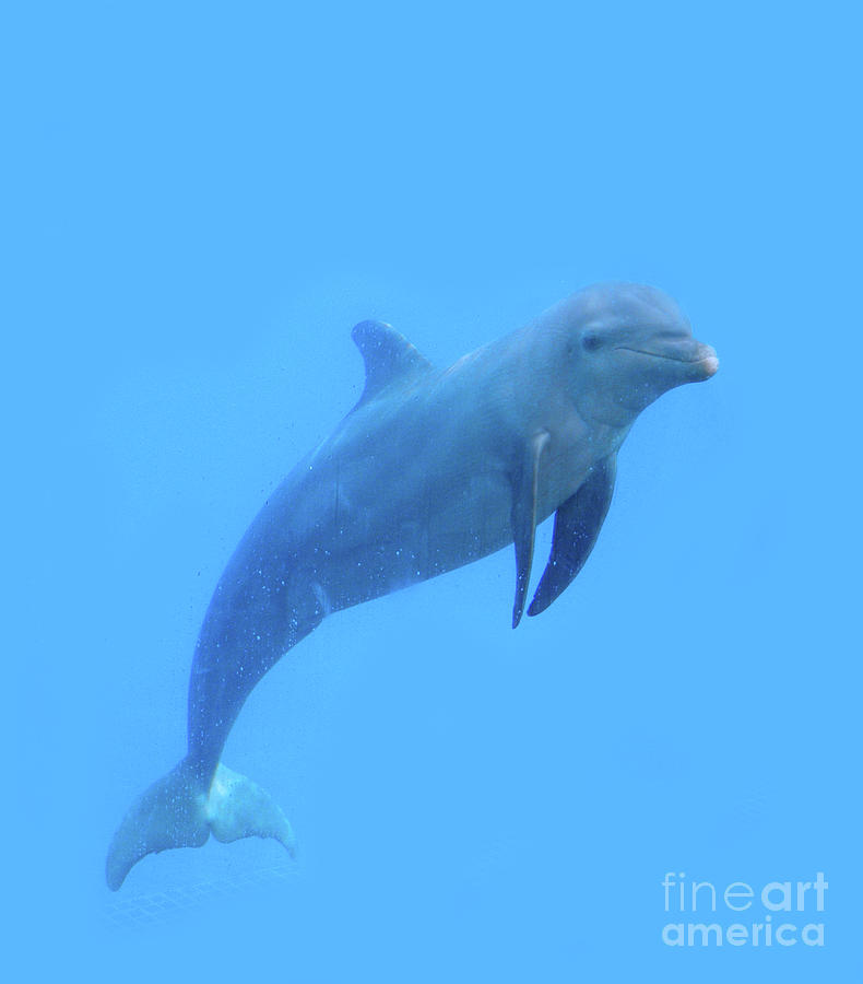 Cute Dolphin Photograph by Mary Mikawoz