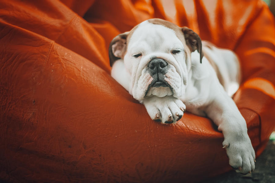 Cute English Bulldog Sleeping Photograph by Carol Yepes