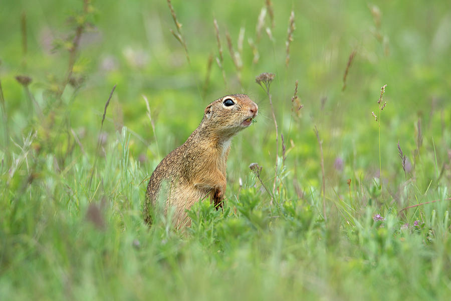 Cute European ground squirrel Photograph by Anahita Daklani-Zheleva ...