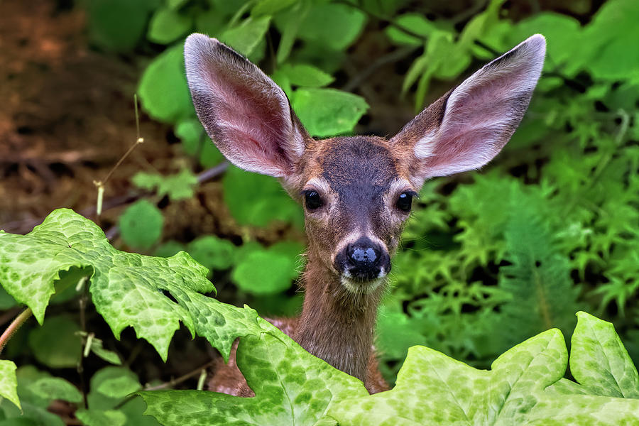 Cute Fawn Deer Browsing the Garden Photograph by Kathleen Bishop