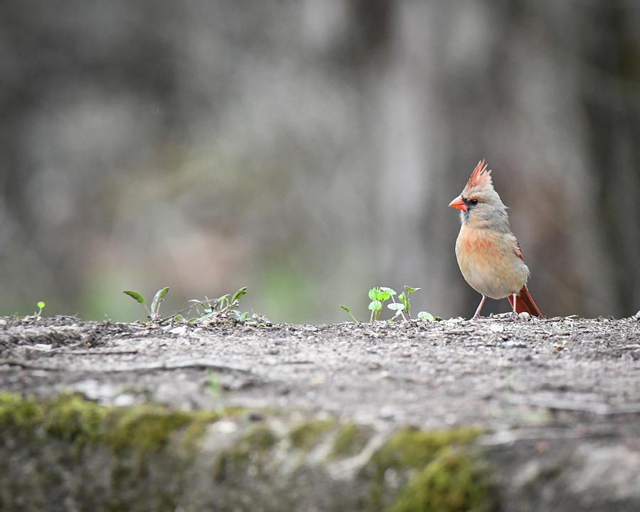 Cute Female Cardinal Photograph by Michelle Wittensoldner