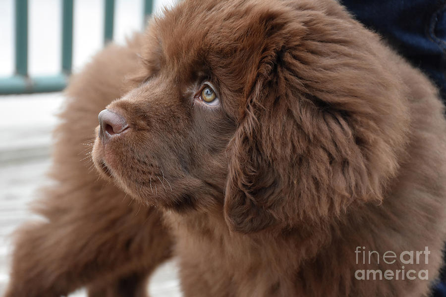 Cute Fluffy and Furry Brown Newfoundland Puppy Dog Photograph by ...