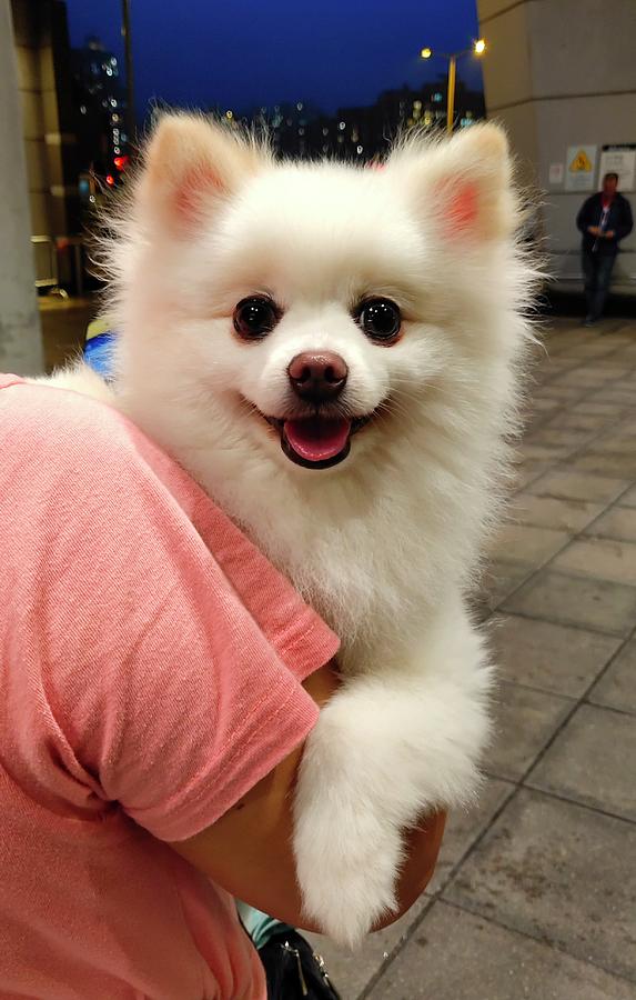 what are the fluffy white dogs