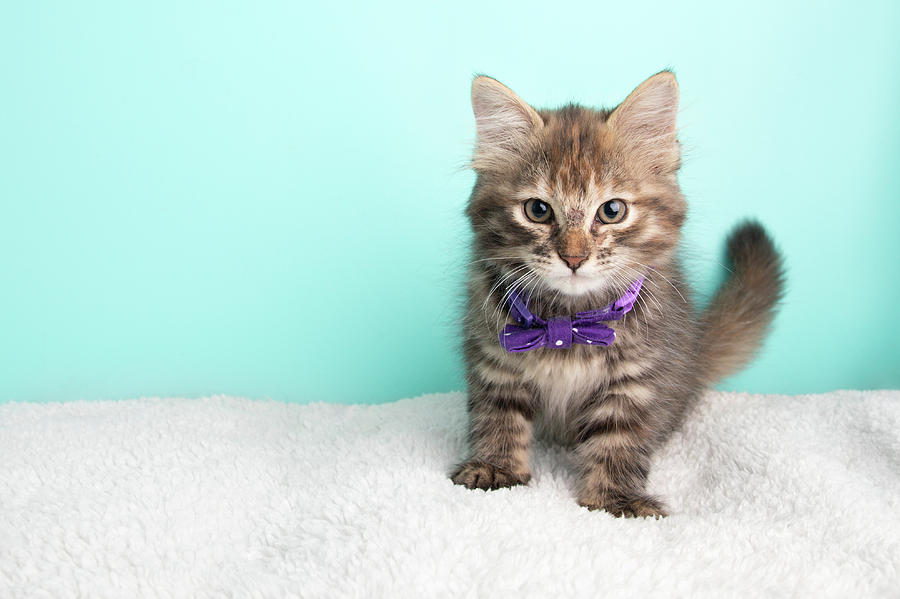 Cute Fluffy Young Tabby Kitten Rescue Cat Wearing Purple And White Poka  Dotted Bow Tie Sitting Looking At Camera Photograph By Ashley Swanson  Pixels