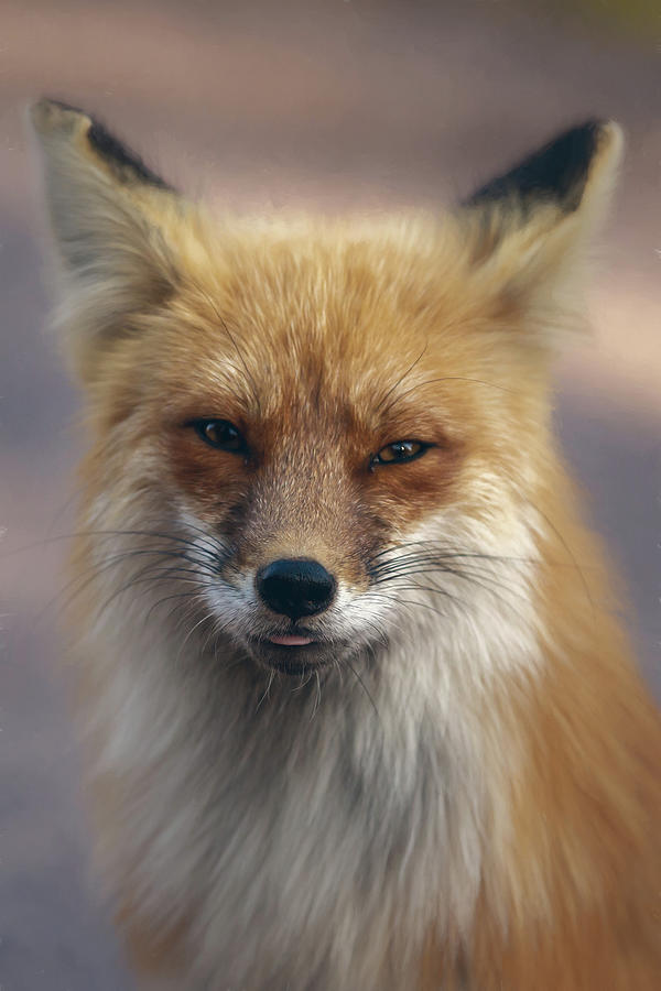 Cute Fox Photograph by Linda Ryma