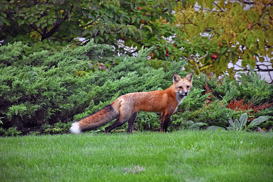 Cute fox Photograph by Monika Salvan