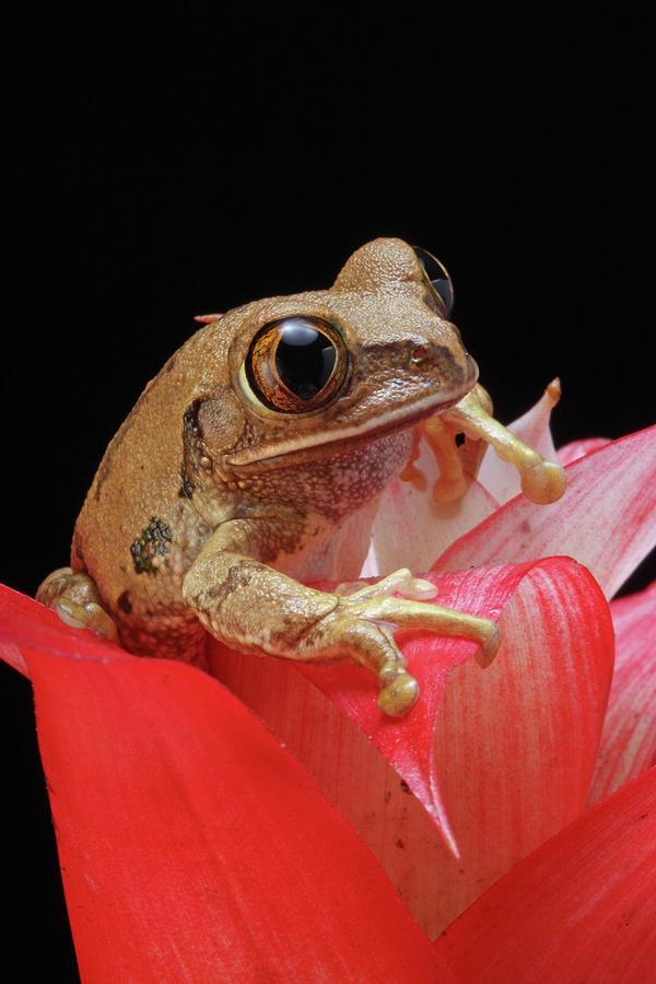 Cute Frog On Flower Photograph by World Art Collective