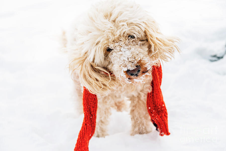 Cute funny little dog with red scarf closeup Photograph by Jelena Jovanovic