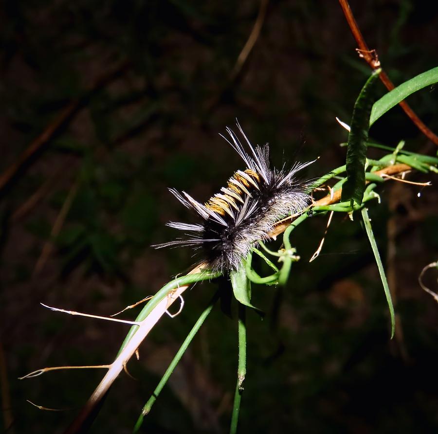 Cute Fuzzy Caterpillar Photograph by Judy Kennedy