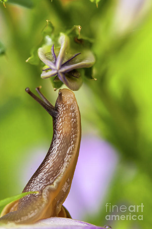 Cute garden snail close up sniffing a flower bud Photograph by Simon Bratt