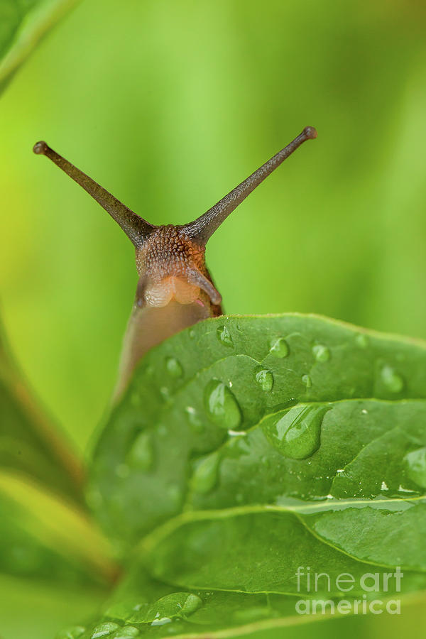 Cute garden snail long tentacles on leaf Photograph by Simon Bratt