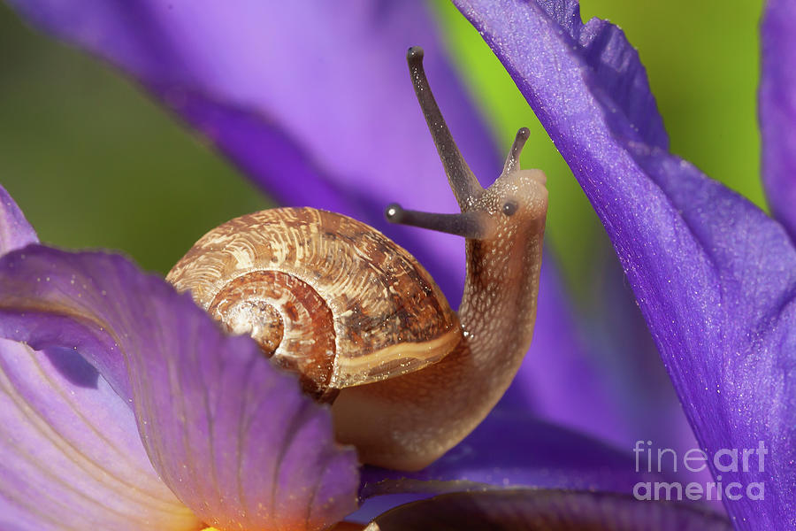 Cute garden snail on purple flower Photograph by Simon Bratt
