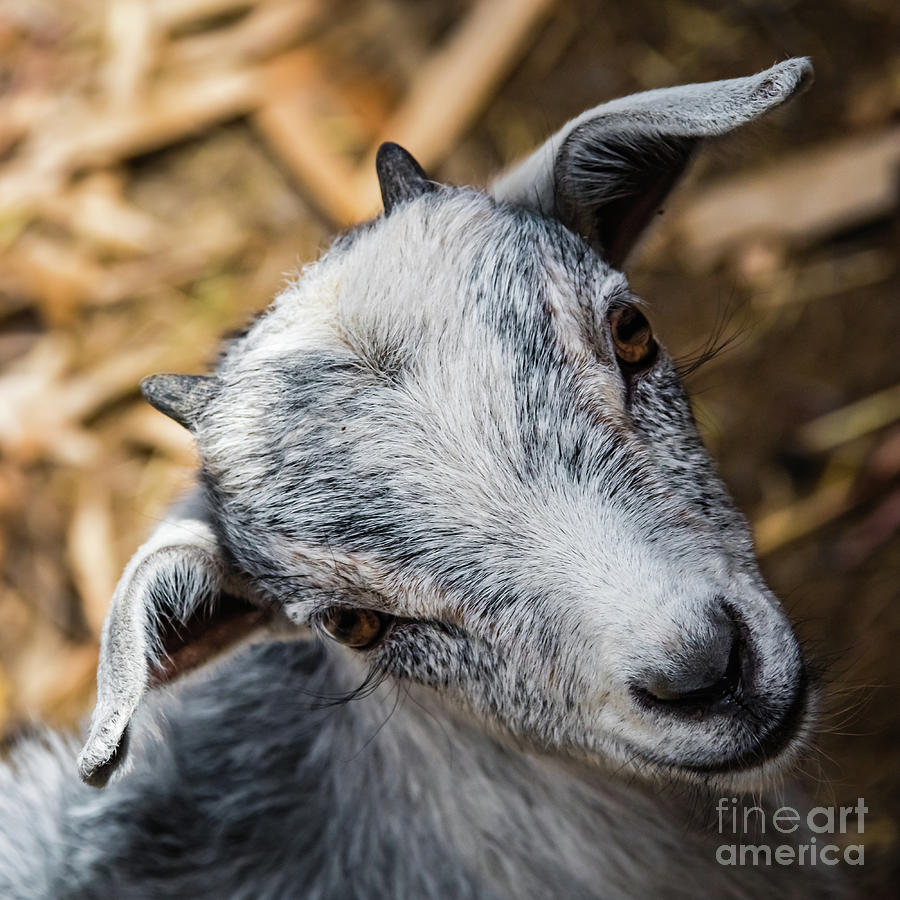 Cute goat kid portrait Photograph by Lyl Dil Creations