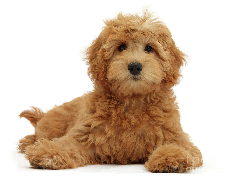Cute Goldendoodle puppy Photograph by Warren Photographic