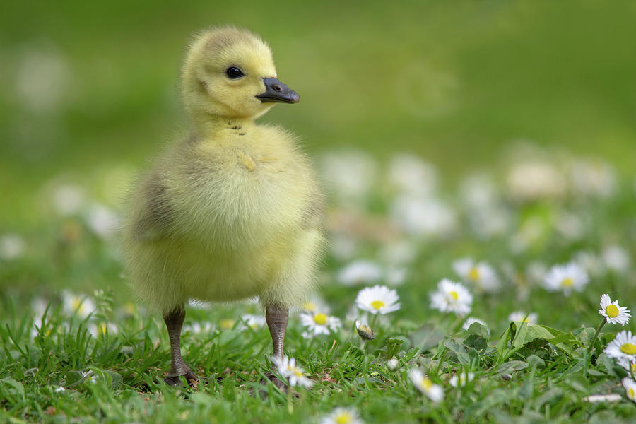 Cute Gosling  Photograph by Gareth Parkes