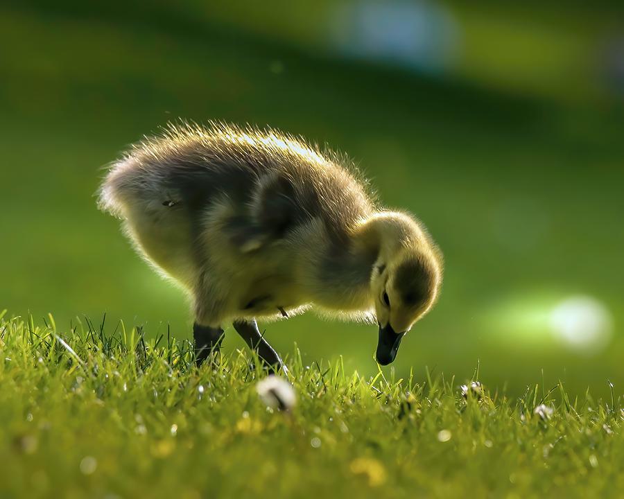 Cute Gosling Photograph by Susan Rydberg