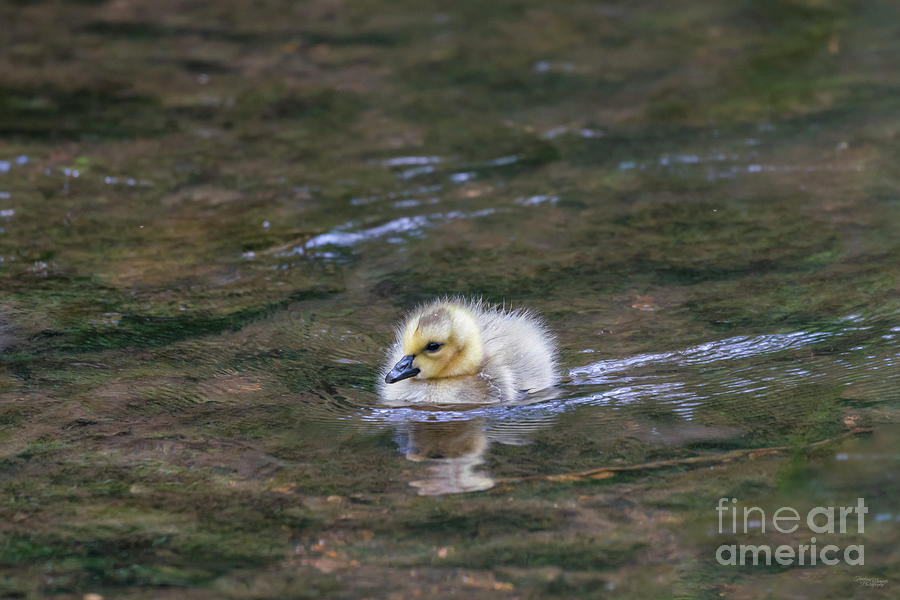 Cute Gosling Swim Photograph by Jennifer White