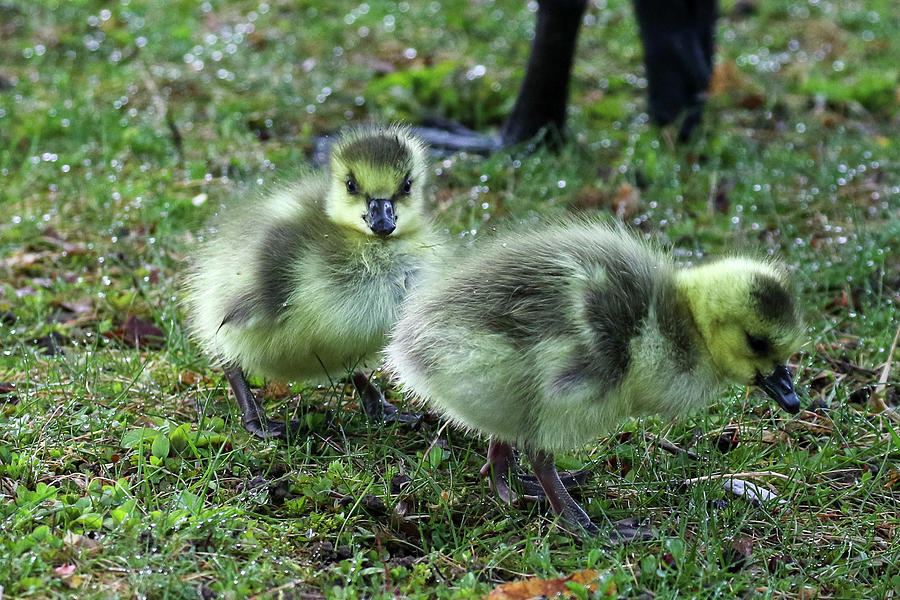 Cute Goslings Photograph by Debbie Storie - Fine Art America