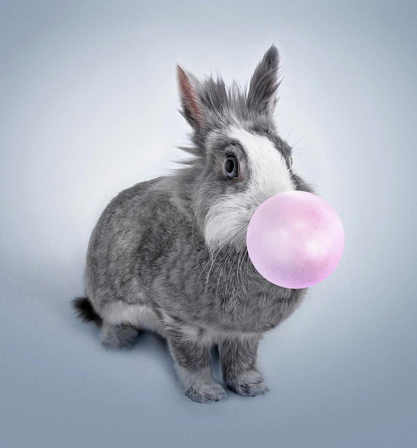 Cute Gray Rabbit Blowing Bubbles, Bubble Gum Rabbit Photograph by Mick