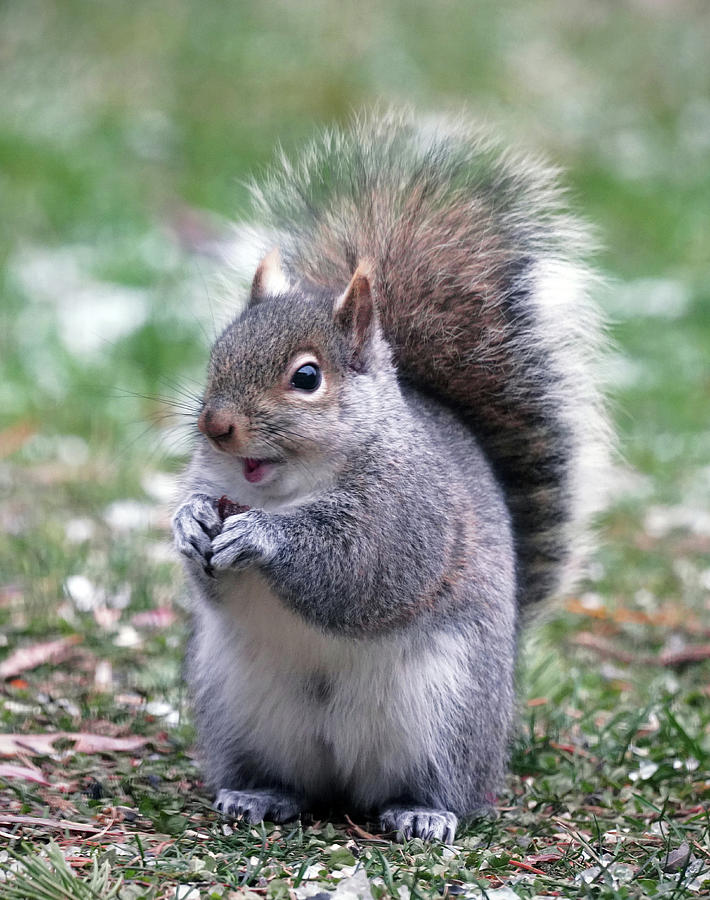 Cute Gray Squirrel Photograph by Dennis Cox Photo Explorer