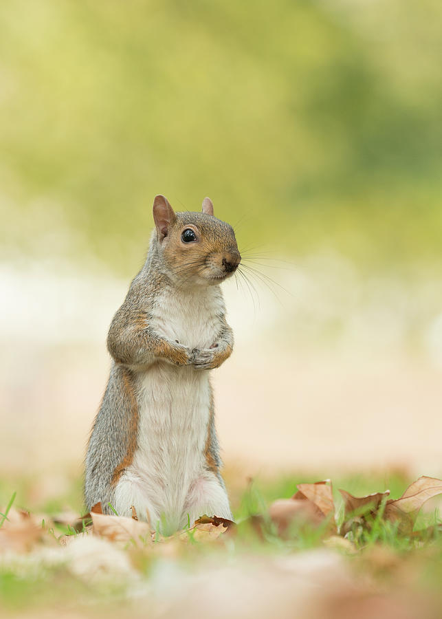 Cute gray squirrel sitting upright with autumn leaves on the grass ...