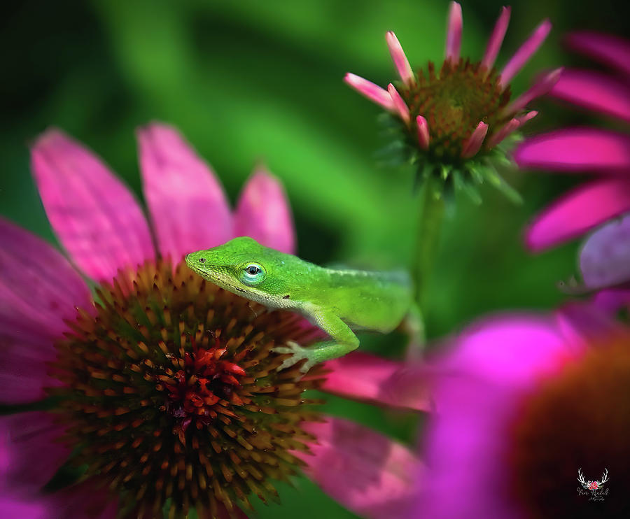 Cute Green Anole Lizard Photograph by Pam Rendall