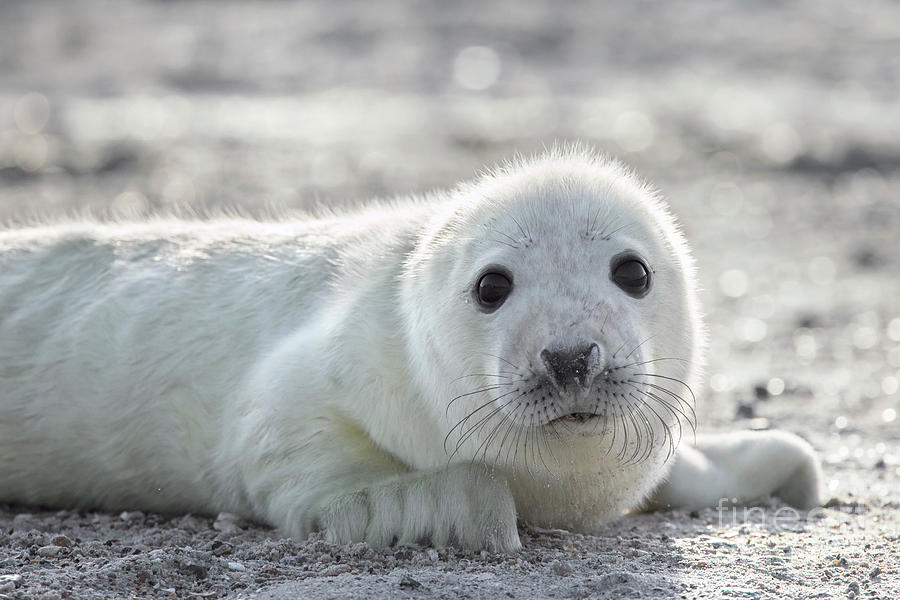 Cute Grey Seal Pup Photograph By Arterra Picture Library - Fine Art America