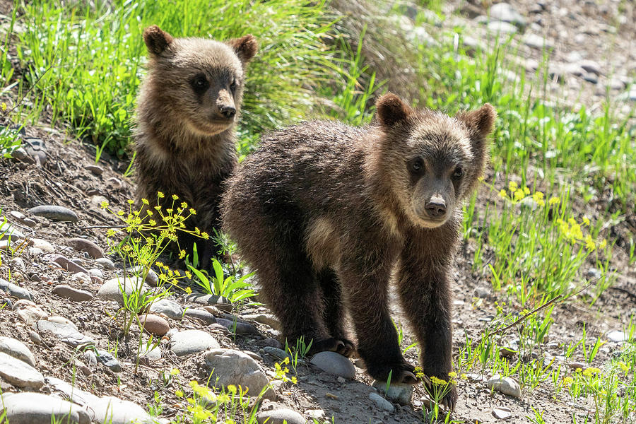 Cute Grizzly Bear Cubs Photograph by Wesley Aston
