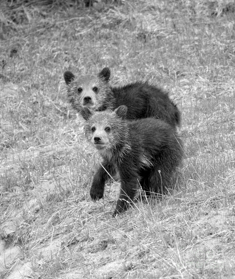 Cute Grizzly Bear Duo Black And White Photograph by Adam Jewell