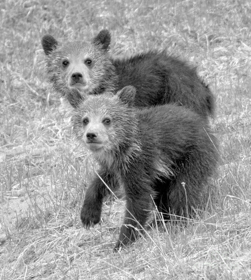 Cute Grizzly Bear Duo Closeup Black And White Photograph by Adam Jewell
