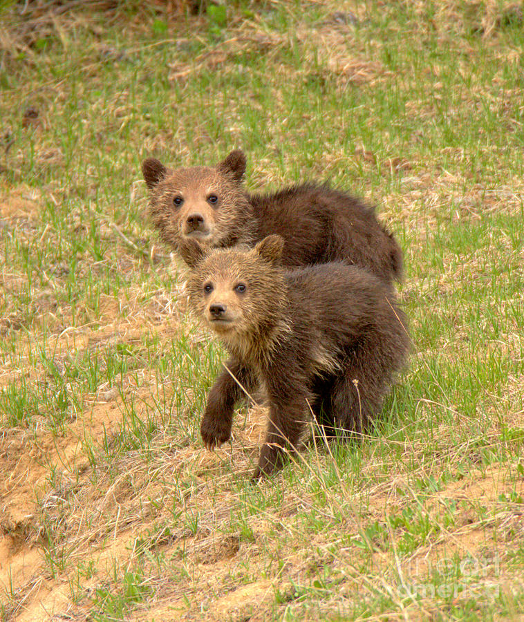 Cute Grizzly Cub Duo Photograph by Adam Jewell