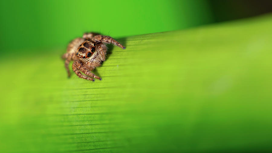 Cute Hairy Spider Climbing A Green Rod Photograph By Julien Leroy