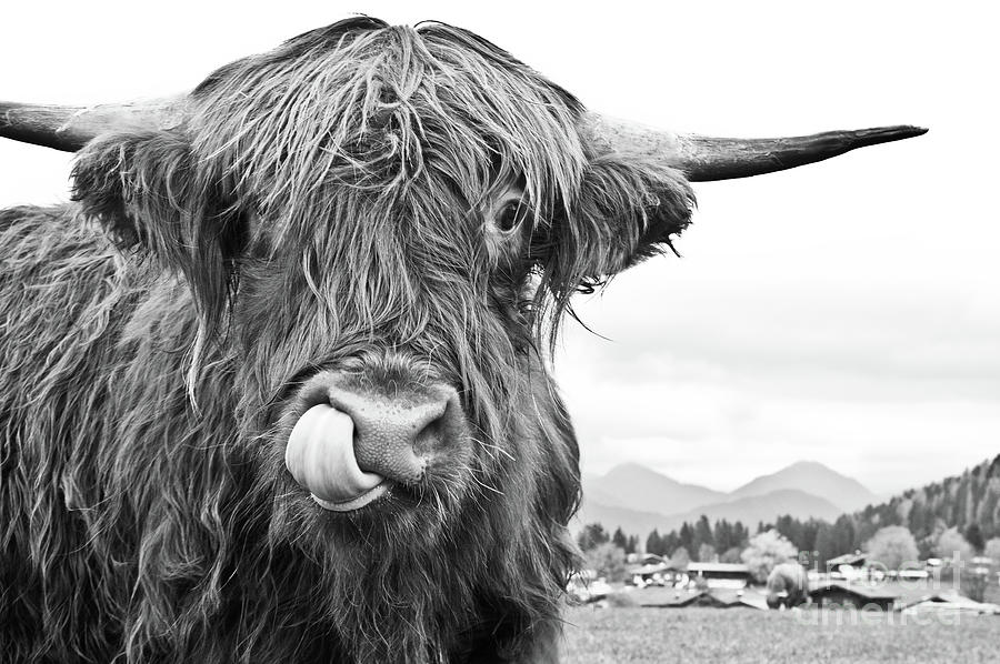 Mountain Mixed Media - Cute Highland Cow Black White #1 #wall #art  by Anitas and Bellas Art