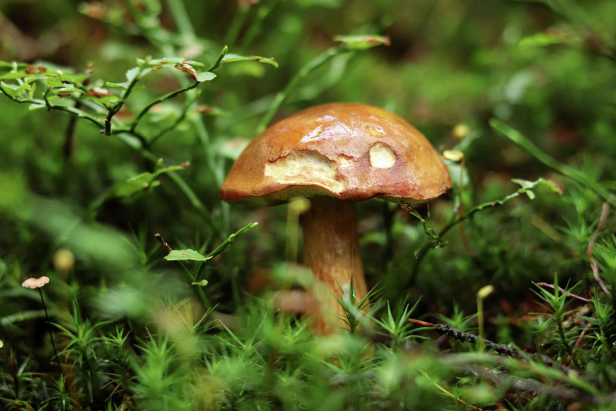 Cute Imleria badia hidden in green vegetation. Bay bolete settled in the middle magical moss to have peace for grow up. Unfortunately someone came and bite piece cap of mushroom. wet and sticky cap Photograph by Vaclav Sonnek