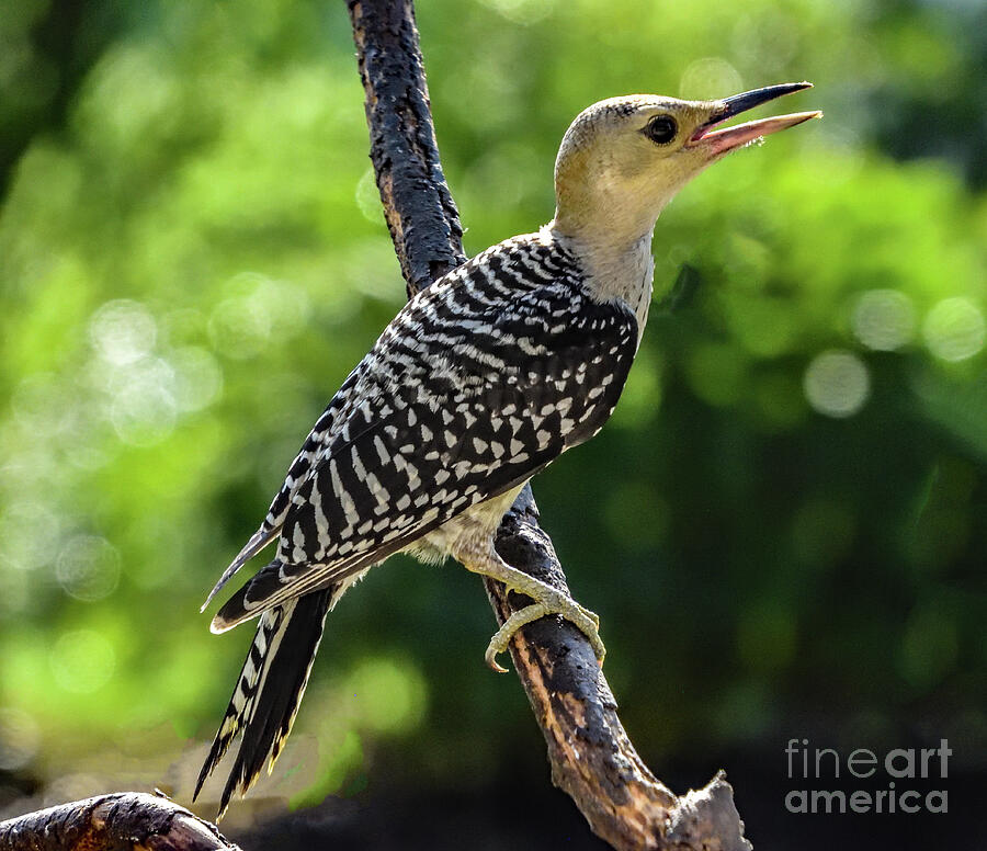 Cute Juvenile Red-bellied Woodpecker Photograph