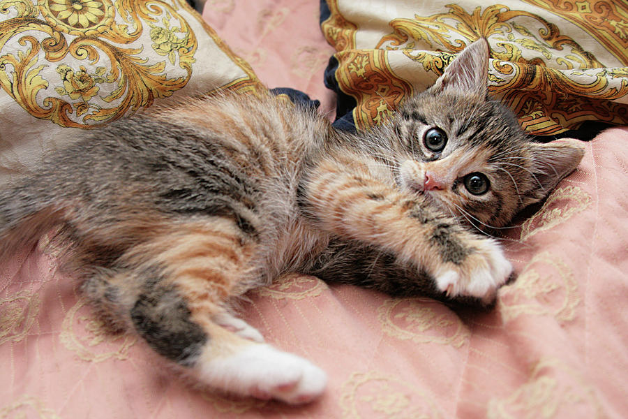 Cute Kitty 2 Photograph by Masha Batkova