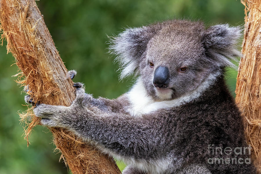 Wildlife Photograph - Cute koala climbing a tree. Full face view with soft foliage background. Victoria, Australia.This cute marsupial is endangered in the wild. by Jane Rix