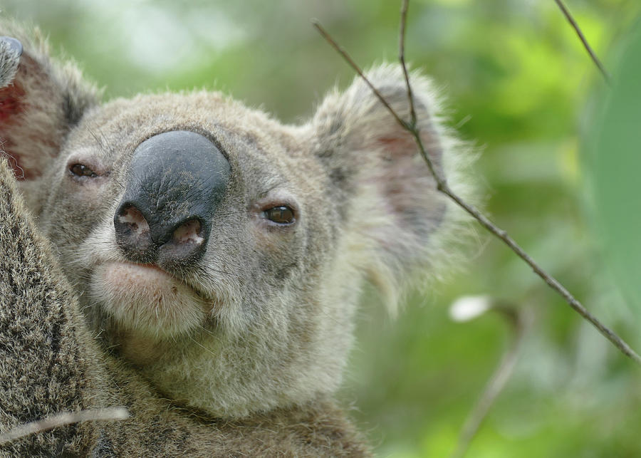 Cute Koala Close Up Photograph by Maryse Jansen