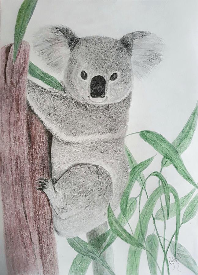 Cute koala Drawing by Cybele Chaves