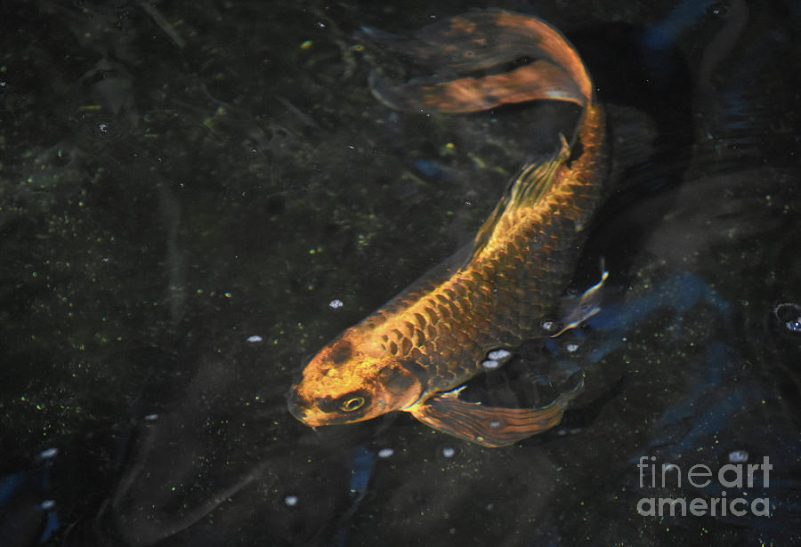 Adorable pair of koi fish swimming in a koi pond Shower Curtain by