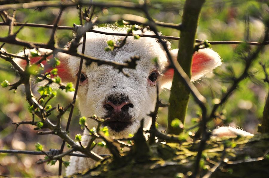 Cute lamb peeking through the hedge Photograph by Photos by R A Kearton