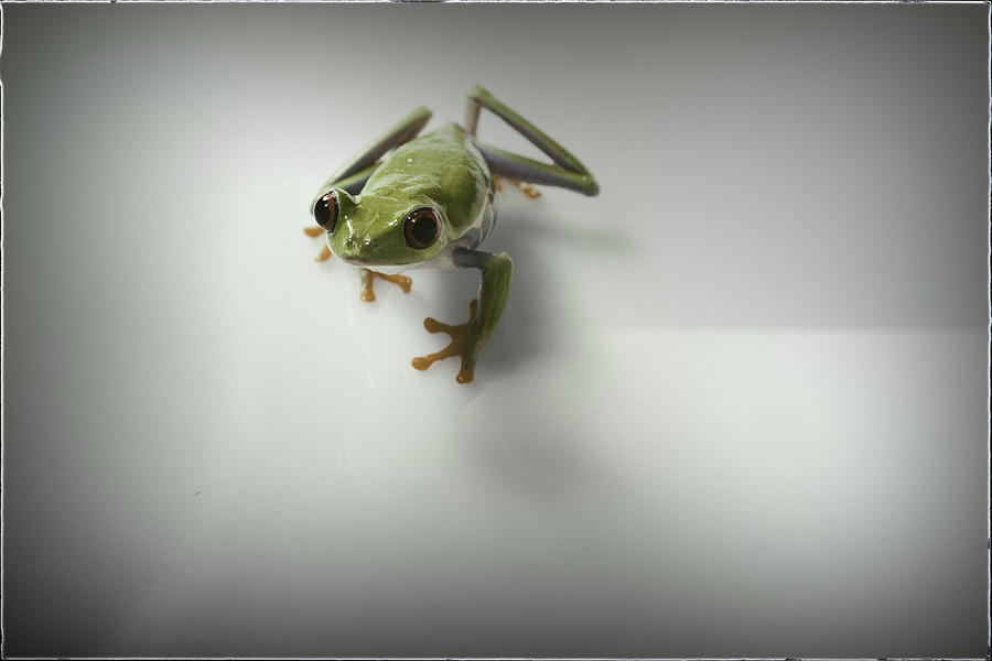 Cute Lil Froggy Photograph by Monte Arnold