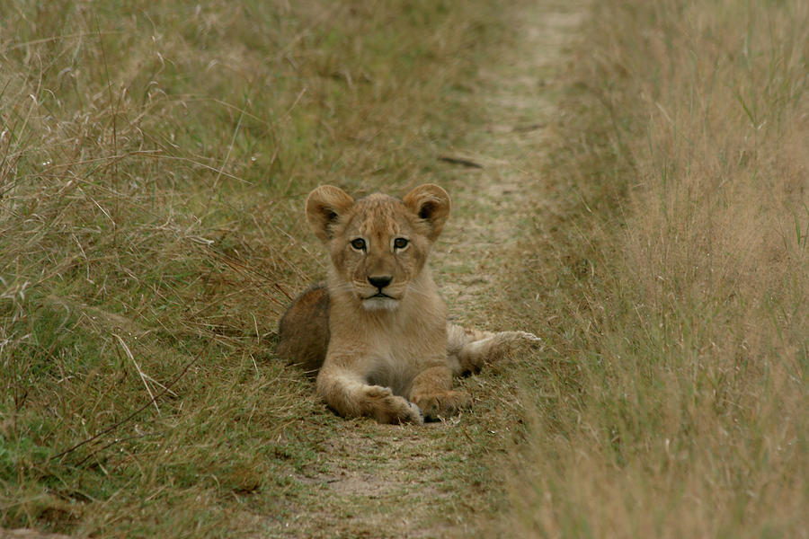 Cute Lion cub Photograph by Karen Zuk Rosenblatt